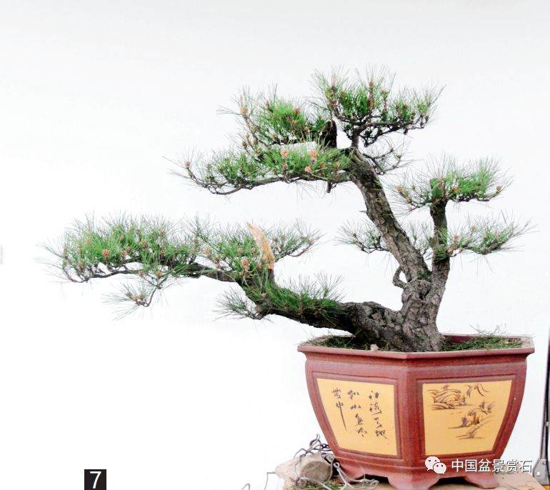 图解 黑松盆景的变形记 12幅