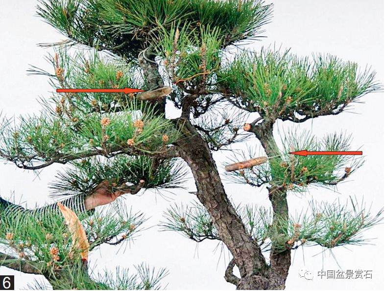 图解 黑松盆景的变形记 12幅