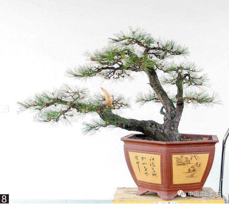 图解 黑松盆景的变形记 12幅