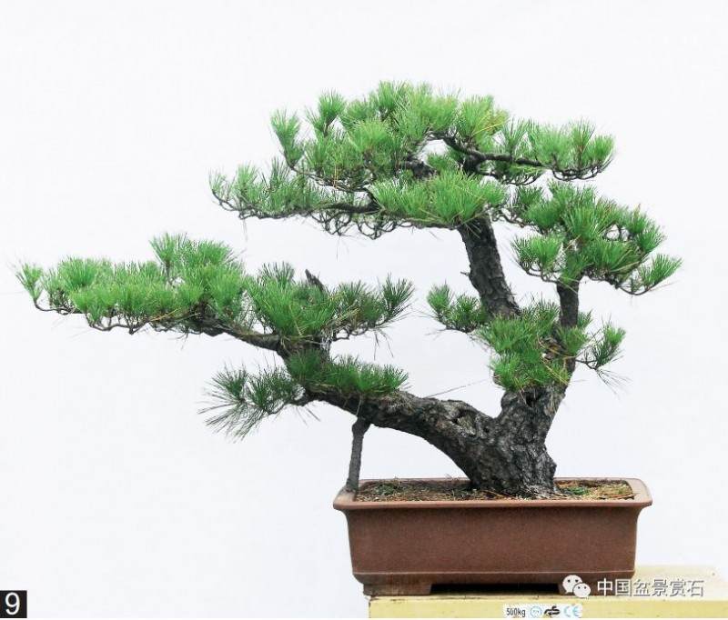 图解 黑松盆景的变形记 12幅