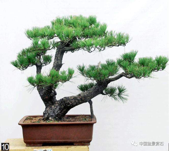 图解 黑松盆景的变形记 12幅