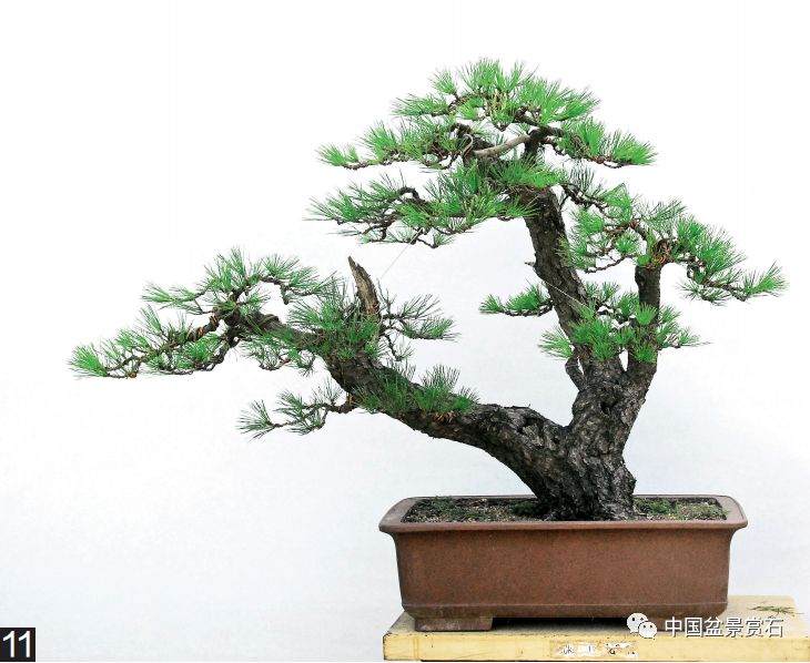 图解 黑松盆景的变形记 12幅