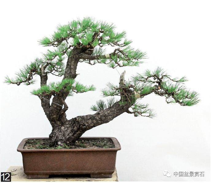 图解 黑松盆景的变形记 12幅