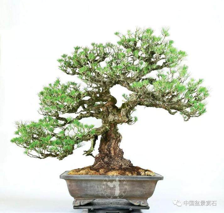 日本德川幕府时代的黑松盆景 你见过吗