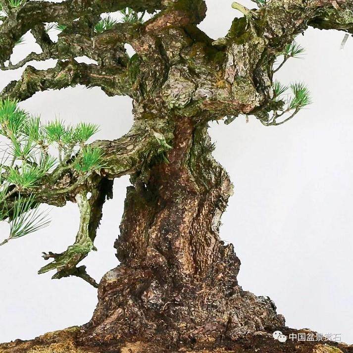 日本德川幕府时代的黑松盆景 你见过吗