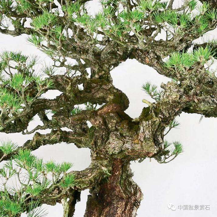 日本德川幕府时代的黑松盆景 你见过吗