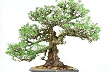 日本德川幕府时代的黑松盆景 你见过吗