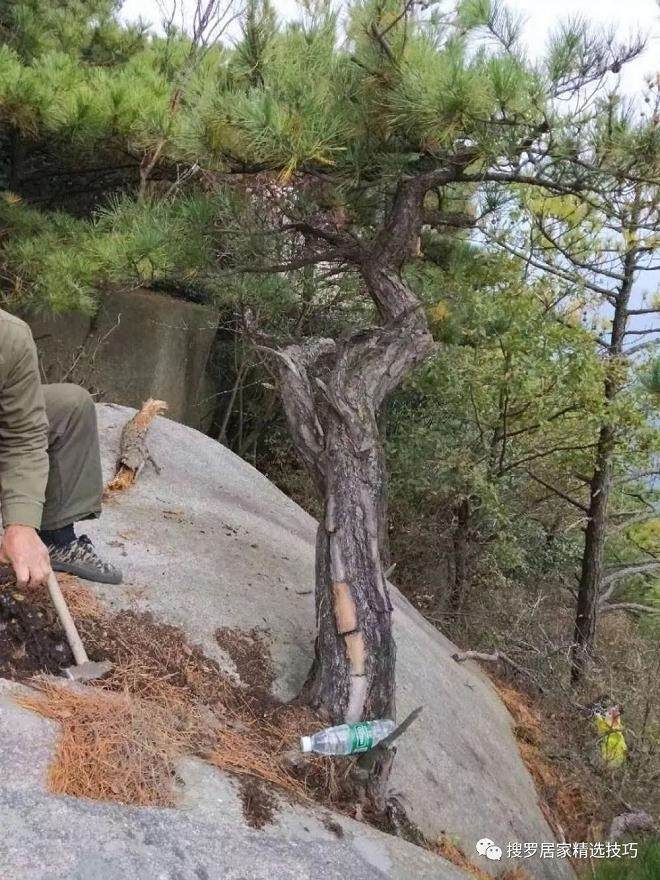 石缝夹黑松下山桩 大爷挖了三个工