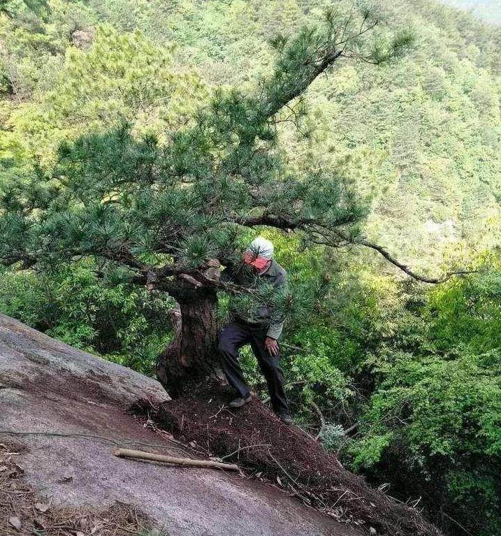 石缝夹黑松下山桩 大爷挖了三个工