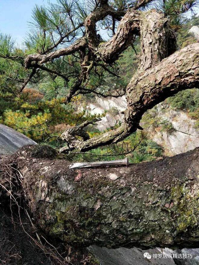 石缝夹黑松下山桩 大爷挖了三个工