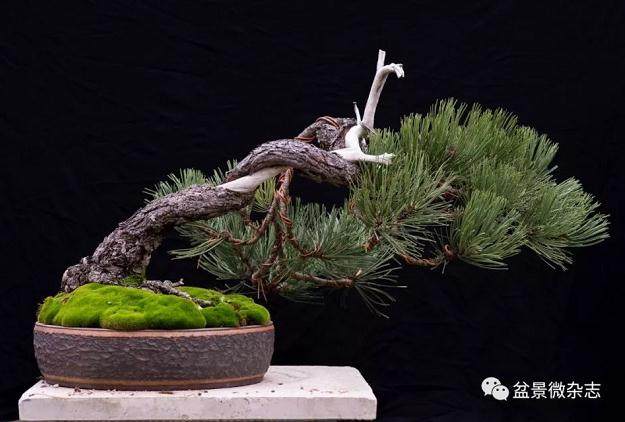 如何种植黑松盆景才能让它的观赏性更高?