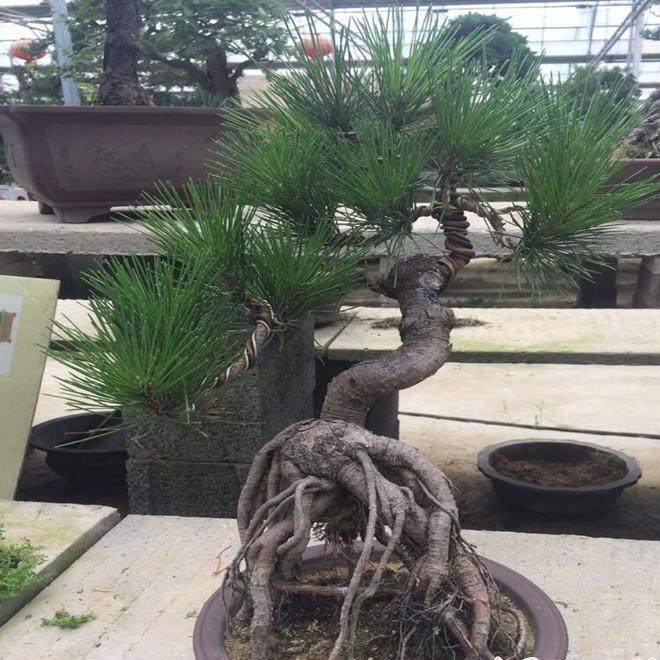 如何种植黑松盆景才能让它的观赏性更高?