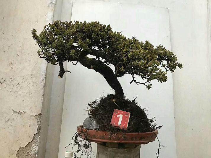 黑松盆景的后期养护和应对病虫害的方法