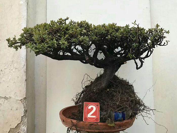 黑松盆景的后期养护和应对病虫害的方法