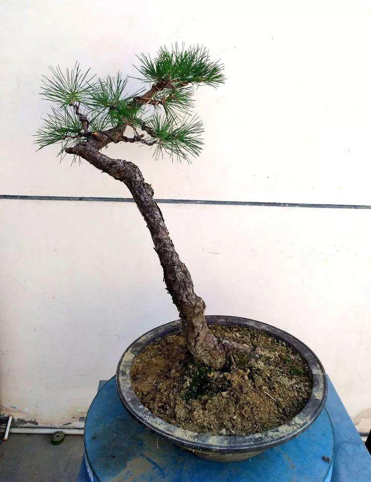 图解 一棵黑松文人树盆景的制作过程