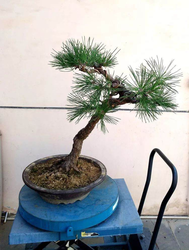 图解 一棵黑松文人树盆景的制作过程