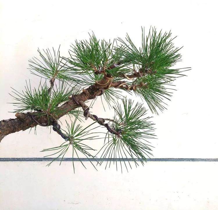 图解 一棵黑松文人树盆景的制作过程