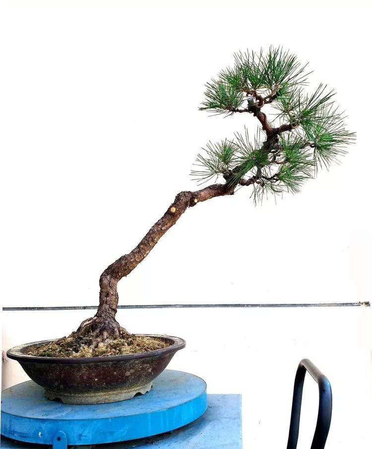 图解 一棵黑松文人树盆景的制作过程