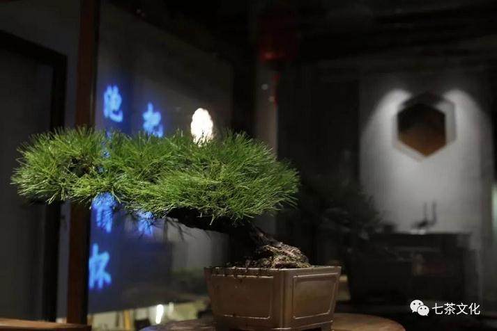 黑松盆景在日本盆景界具有极高地位