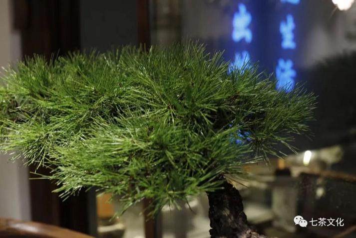 黑松盆景在日本盆景界具有极高地位