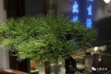 黑松盆景在日本盆景界具有极高地位