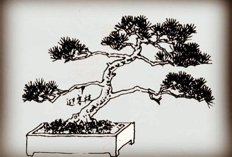 业余盆友优化黑松盆景的造型