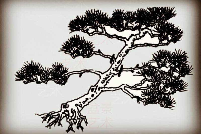 业余盆友优化黑松盆景的造型