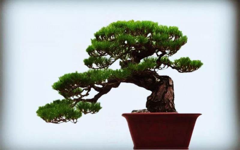 业余盆友优化黑松盆景的造型