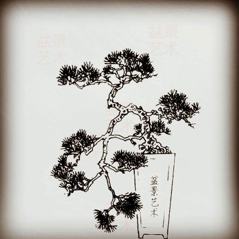 业余盆友优化黑松盆景的造型