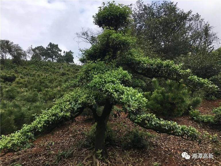 黑松可作盆景 绿化树 大型景观树 应用非常广泛