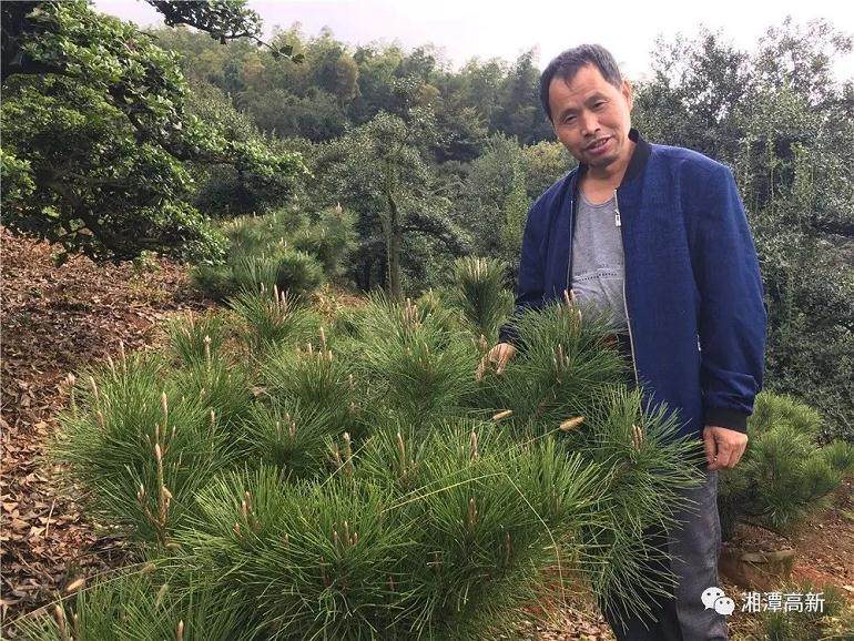 黑松可作盆景 绿化树 大型景观树 应用非常广泛