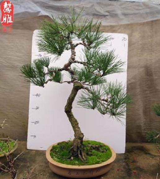 他也呼吁挖桩人 不要见到有型的下山桩就挖