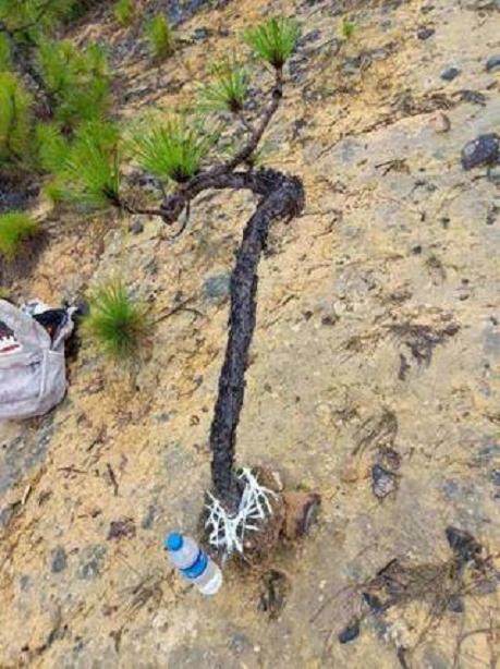 挖到一棵黑松下山桩 还没下山 就被人1200元买了