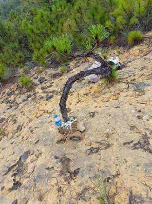 挖到一棵黑松下山桩 还没下山 就被人1200元买了