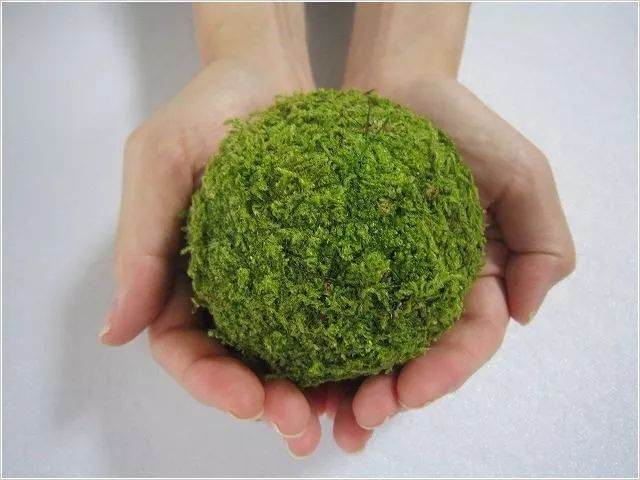 如何在苔藓上制作黑松盆景?用这7个步骤