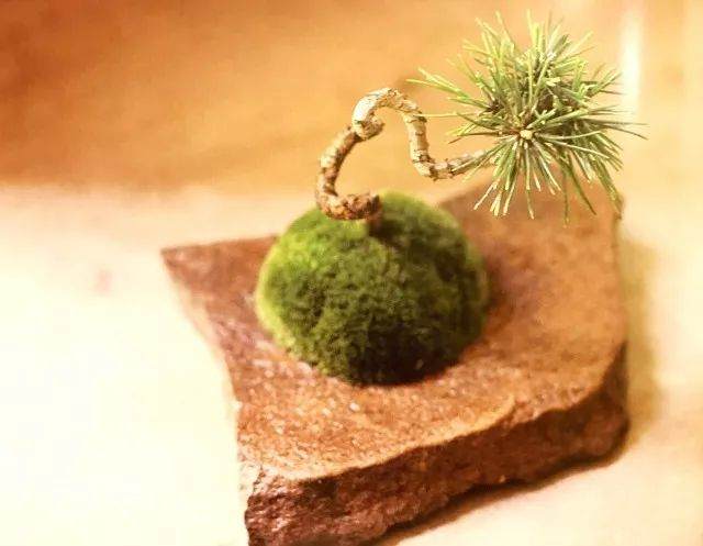 如何在苔藓上制作黑松盆景?用这7个步骤