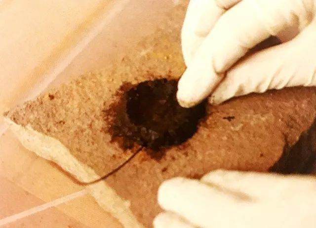 如何在苔藓上制作黑松盆景?用这7个步骤