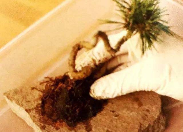 如何在苔藓上制作黑松盆景?用这7个步骤