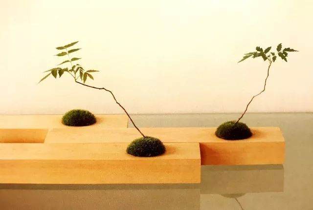 如何在苔藓上制作黑松盆景?用这7个步骤