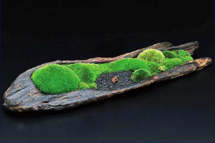 如何在苔藓上制作黑松盆景?用这7个步骤