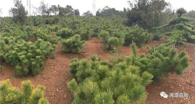 基地造型较好的一株矮黑松盆景 价值700多元
