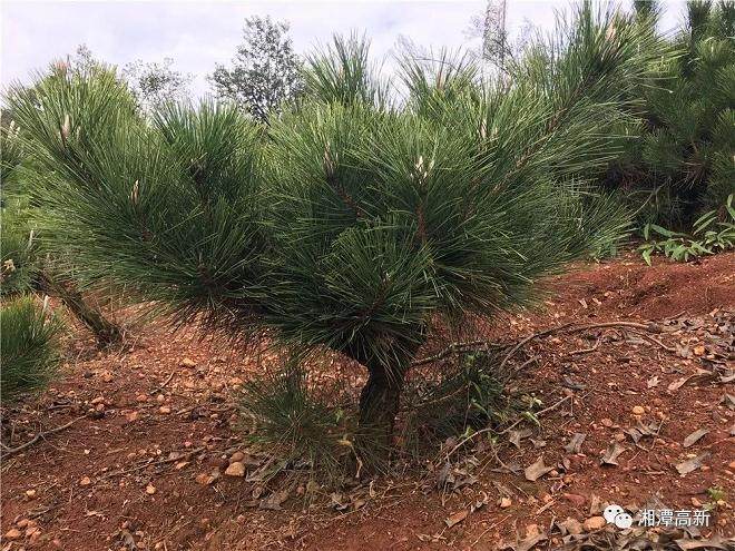 基地造型较好的一株矮黑松盆景 价值700多元