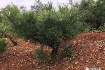 基地造型较好的一株矮黑松盆景 价值700多元