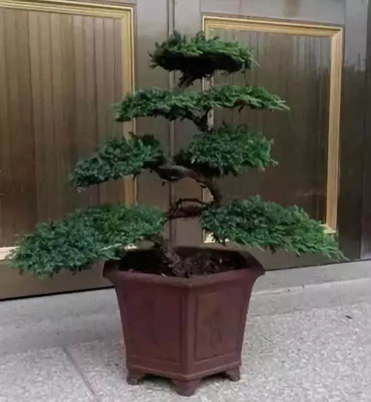 图解 黑松盆景雕刻造型的4个步骤