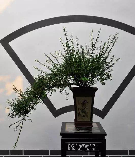 图解 黑松盆景雕刻造型的4个步骤