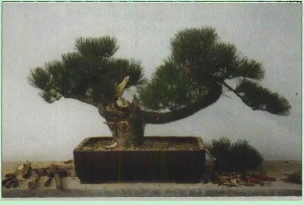 图解 黑松盆景雕刻造型的4个步骤