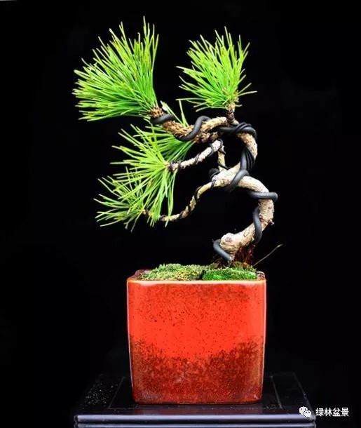 为什么玩小品黑松盆景需要的是年份