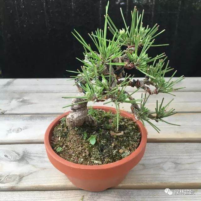 为什么玩小品黑松盆景需要的是年份