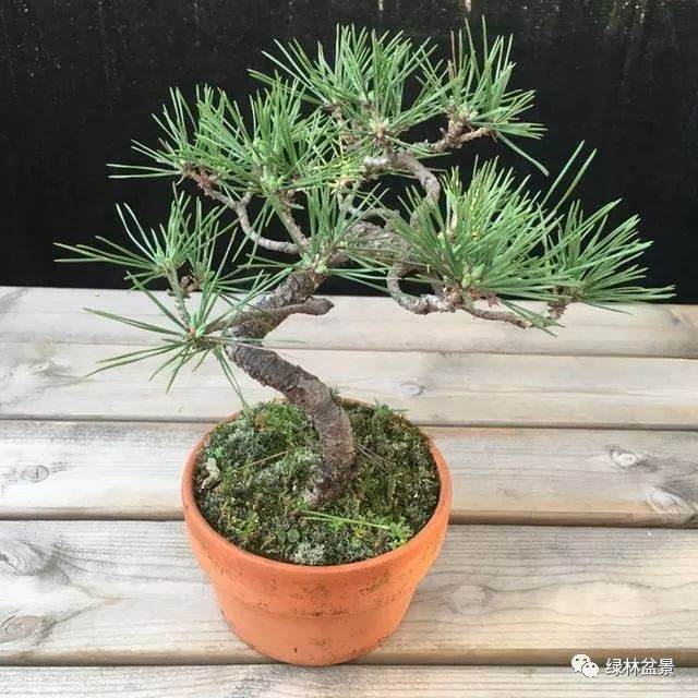 为什么玩小品黑松盆景需要的是年份