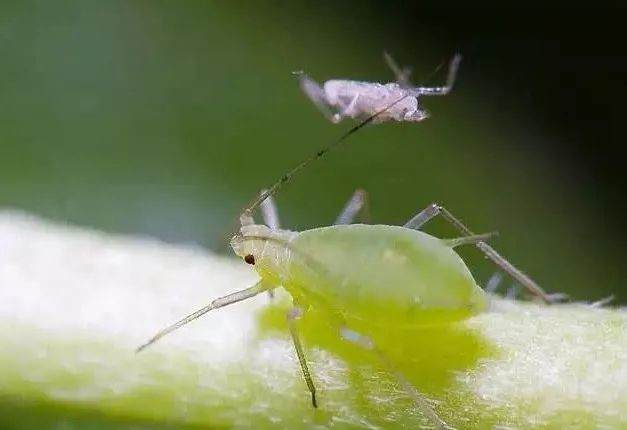 对黑松盆景的定期消毒与病虫害对抗方法